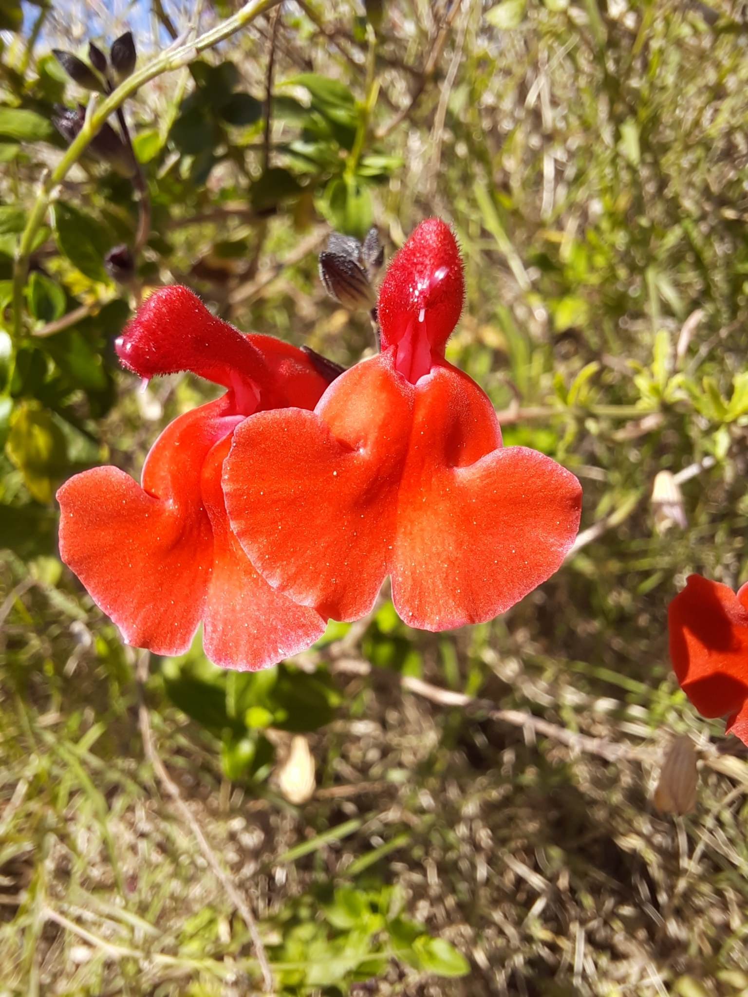 Salvia greggii